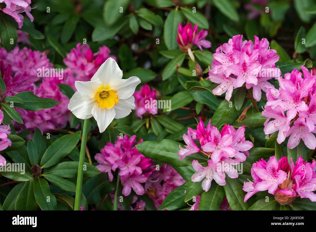 Spring flowers blooming at the H.R. MacMillan Space Centre building in