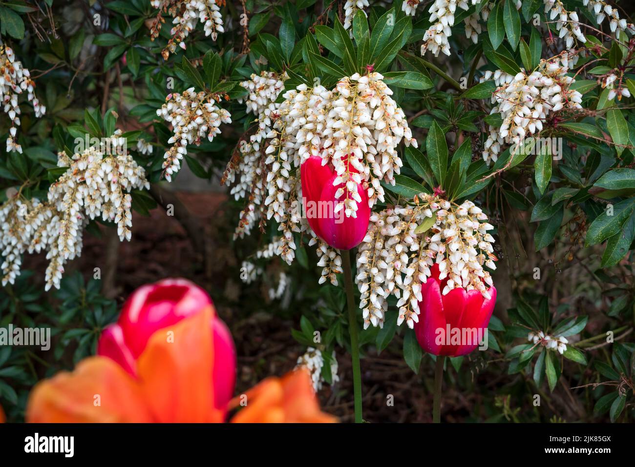 Red tulips in a decorative garden in Abbotsford, British Columbia, Canada. Stock Photo