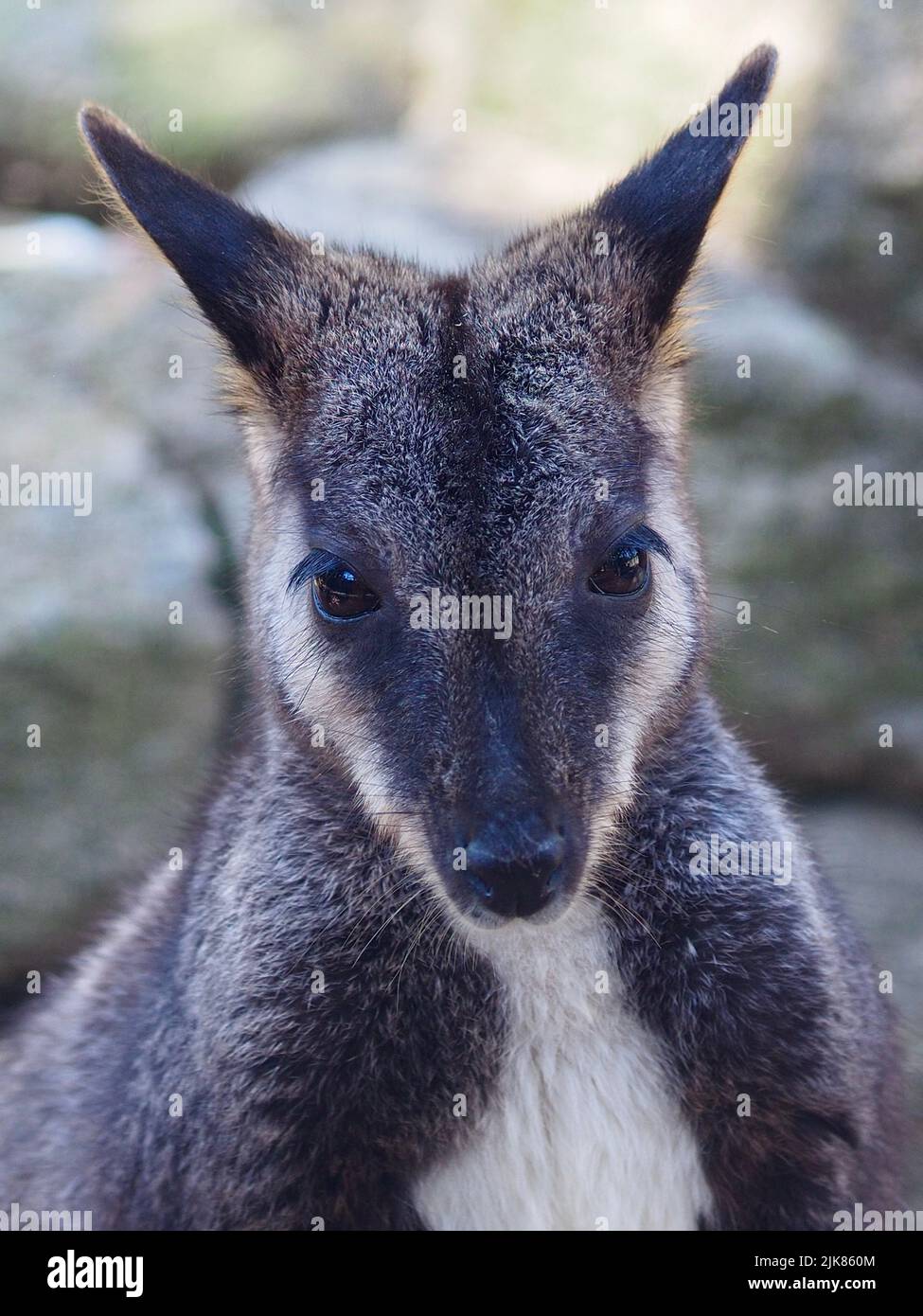 Elegant stylish Brush-tailed Rock-Wallaby in natural beauty. Stock Photo