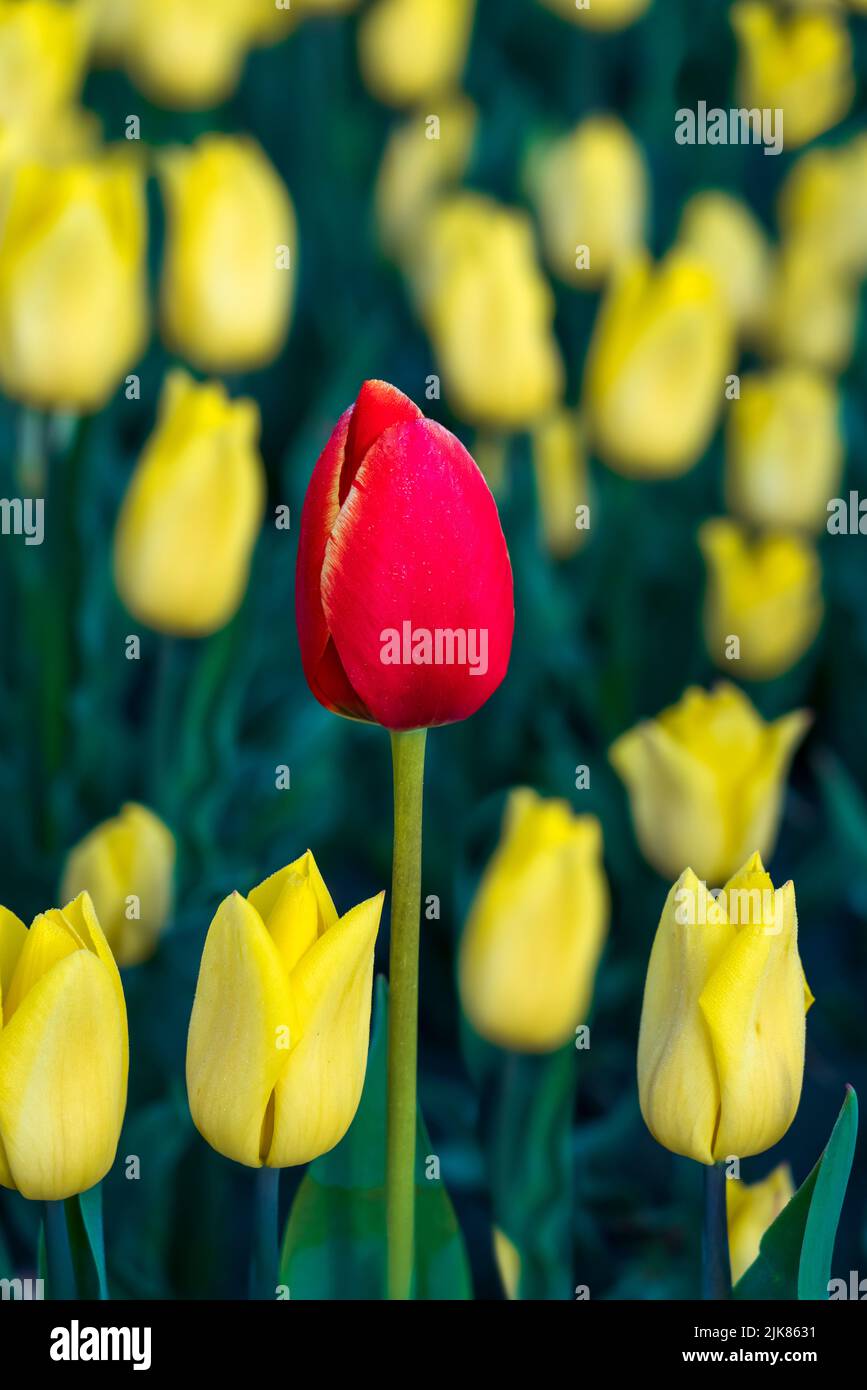 Fields of tulips and daffodils blooming at the Chilliwack Tulip