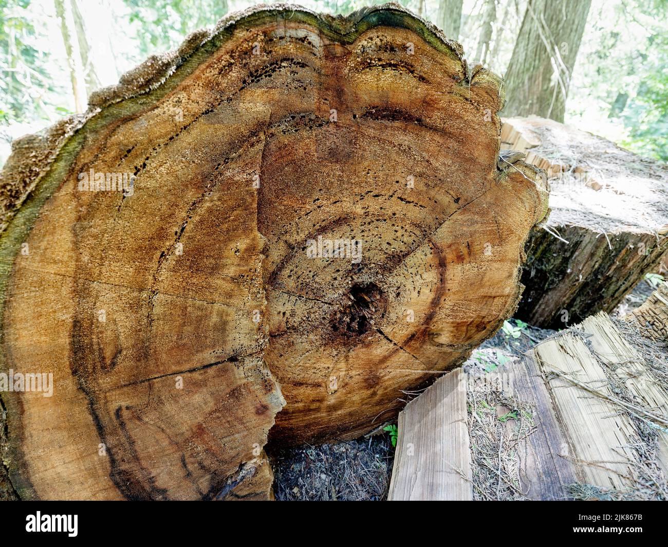 Closeup of tree rings in an Idaho forest Stock Photo