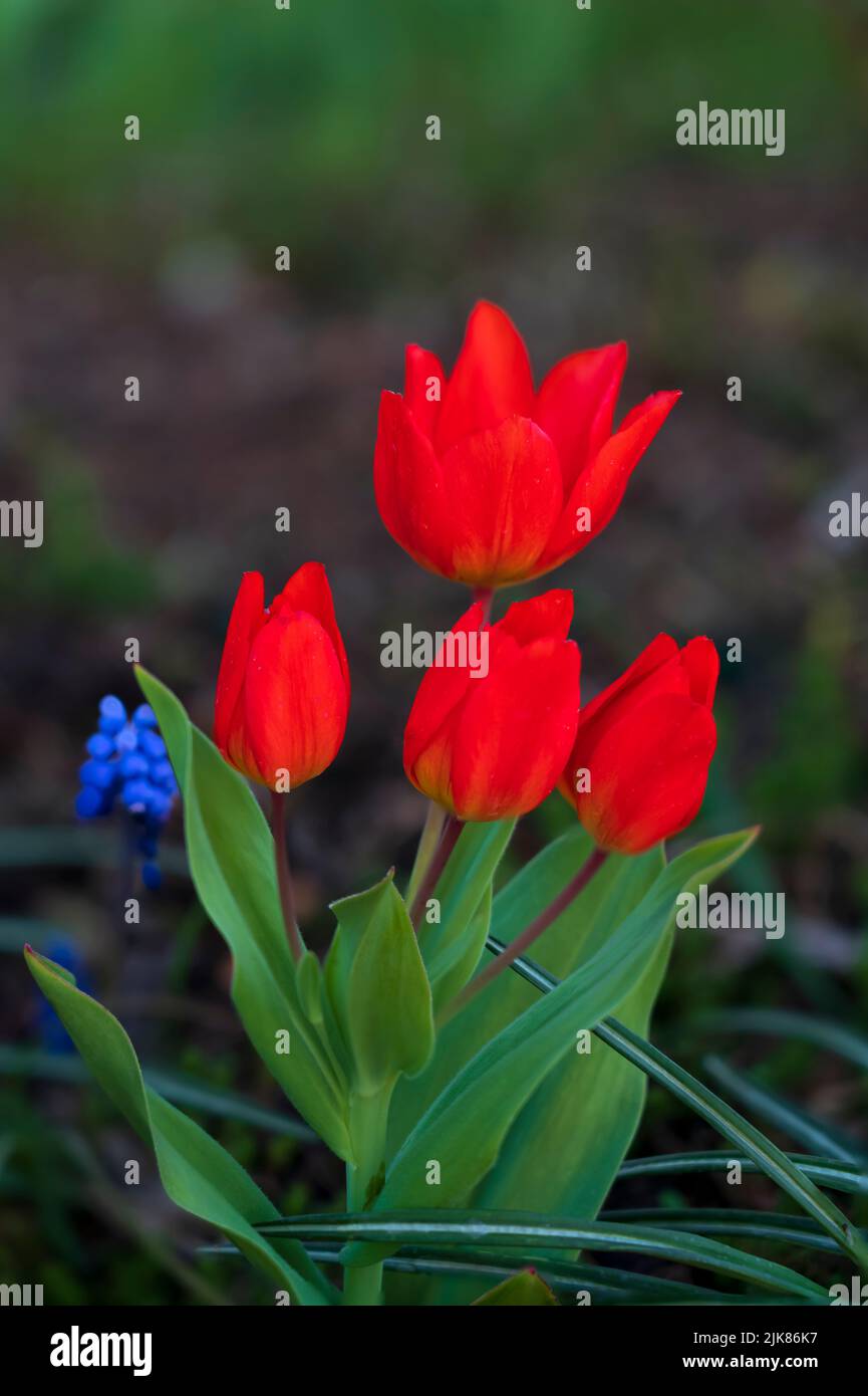An arrangement of red tulips in a spring garden in Osoyoos, British Columbia, Canada. Stock Photo
