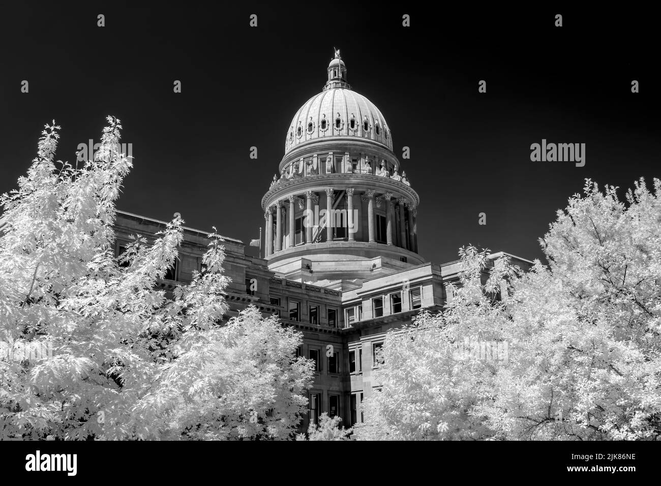 White trees and black sky Capital in monochrome Stock Photo