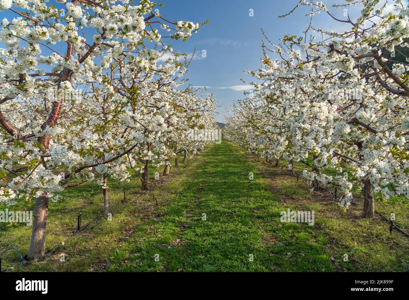 An apple orchard in full bloom near Oliver, British Columbia, Canada. Stock Photo