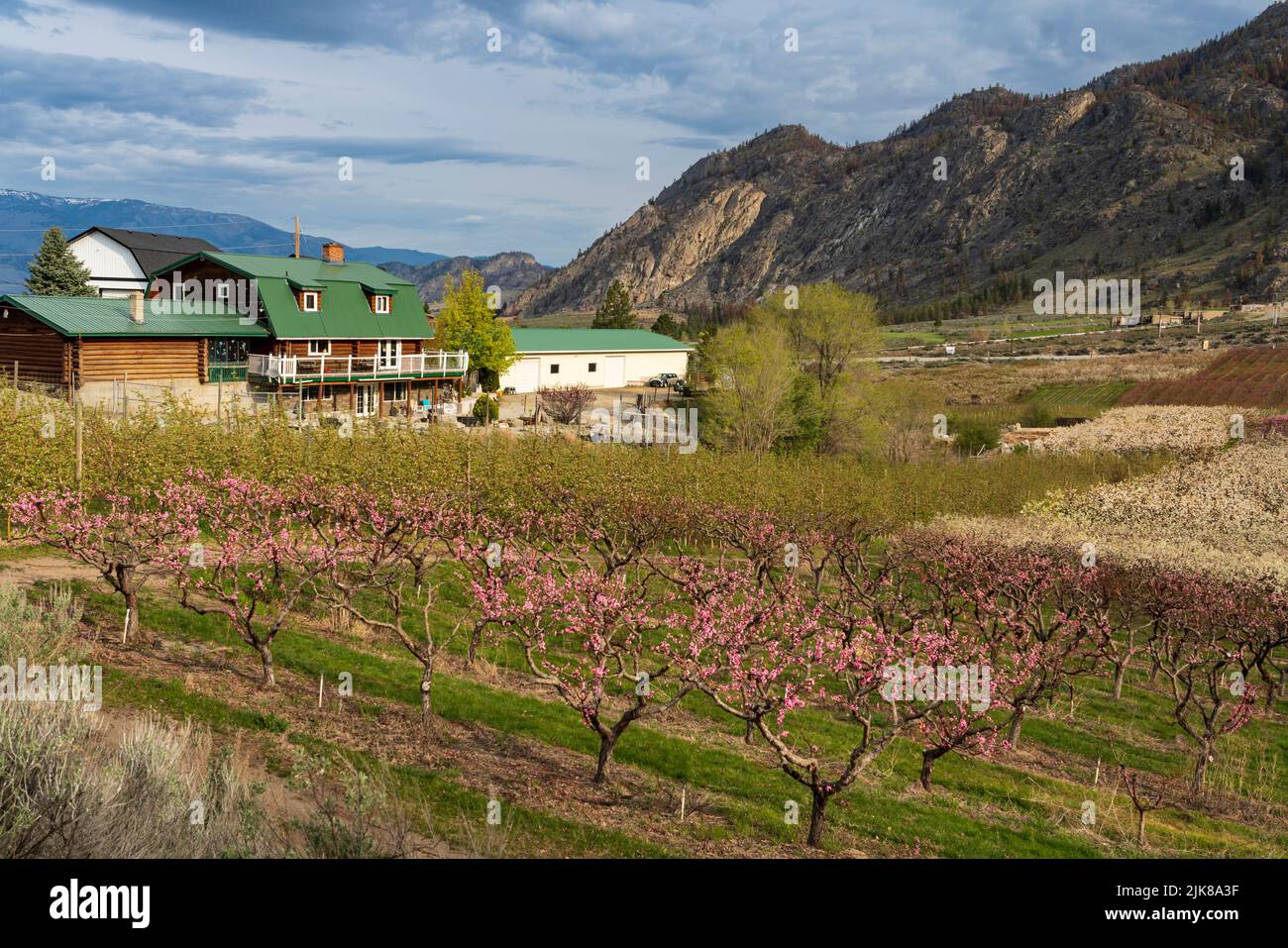 Blooming fruit trees in the orchards in the hillside above Osoyoos, British Columbia, Canada. Stock Photo