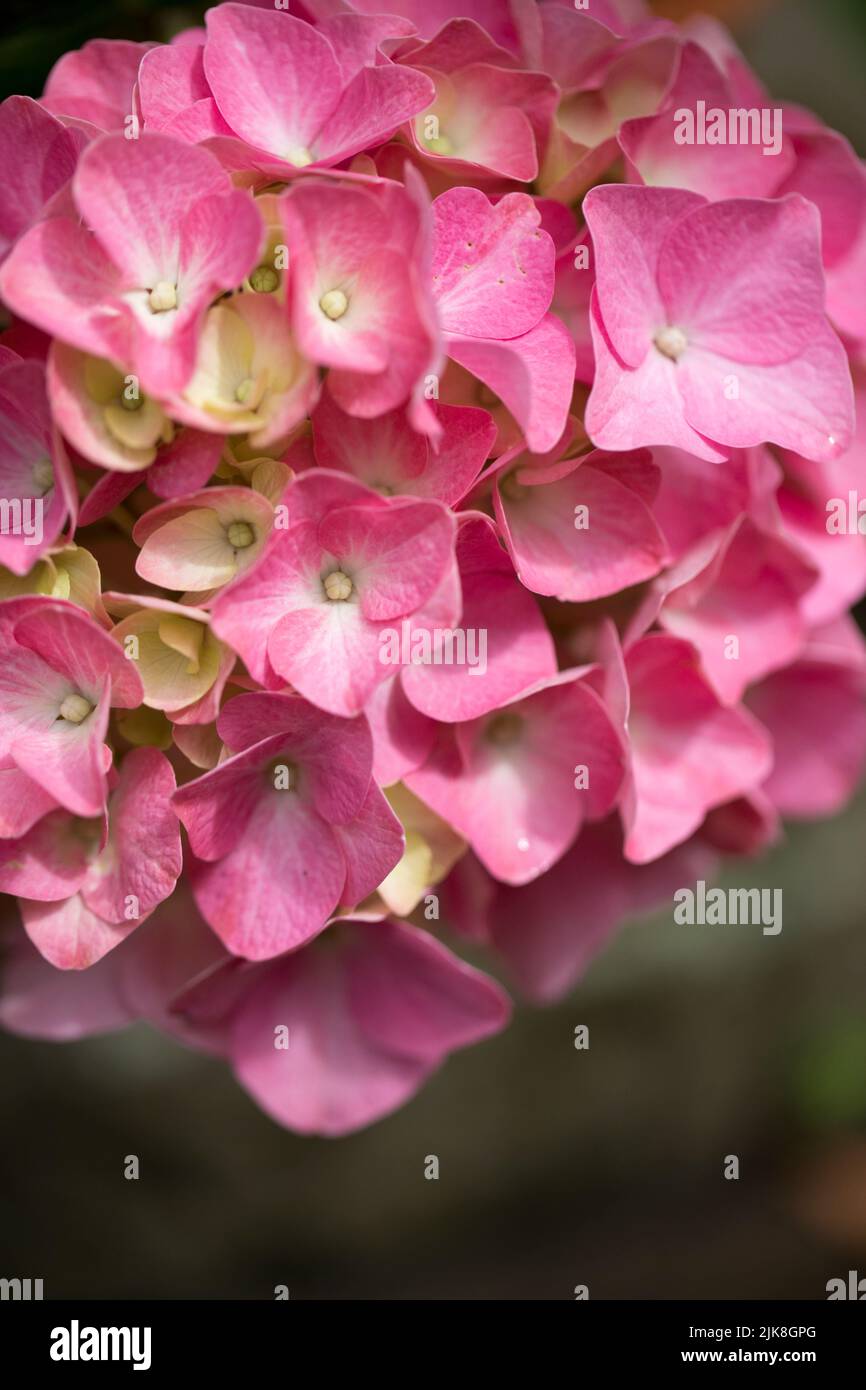 Pink Hydrangea in flower in summer Stock Photo