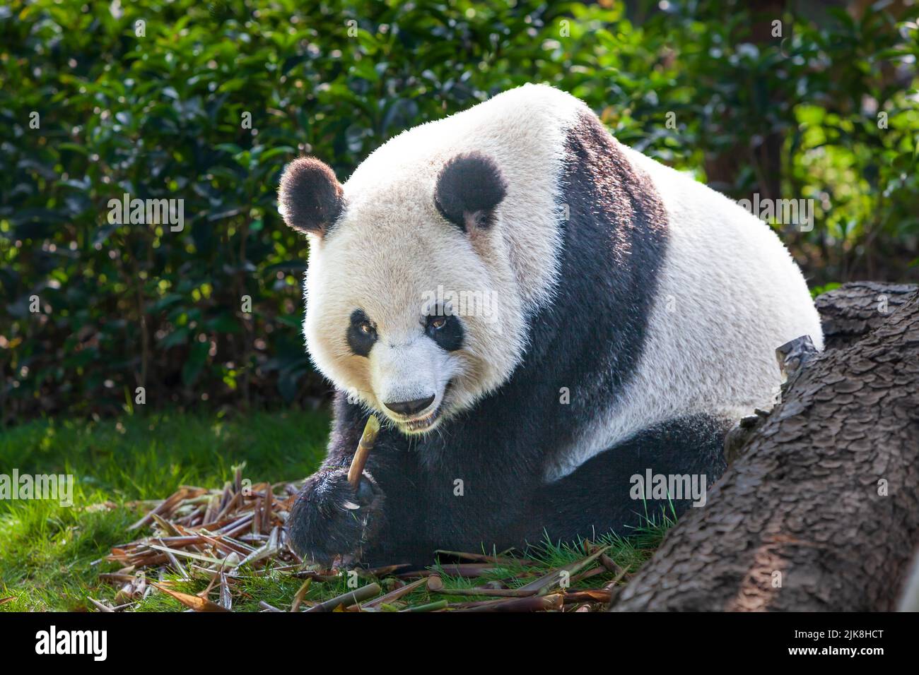 Giant Panda at the Panda Reserve in Chengdu, China, Asia. Stock Photo