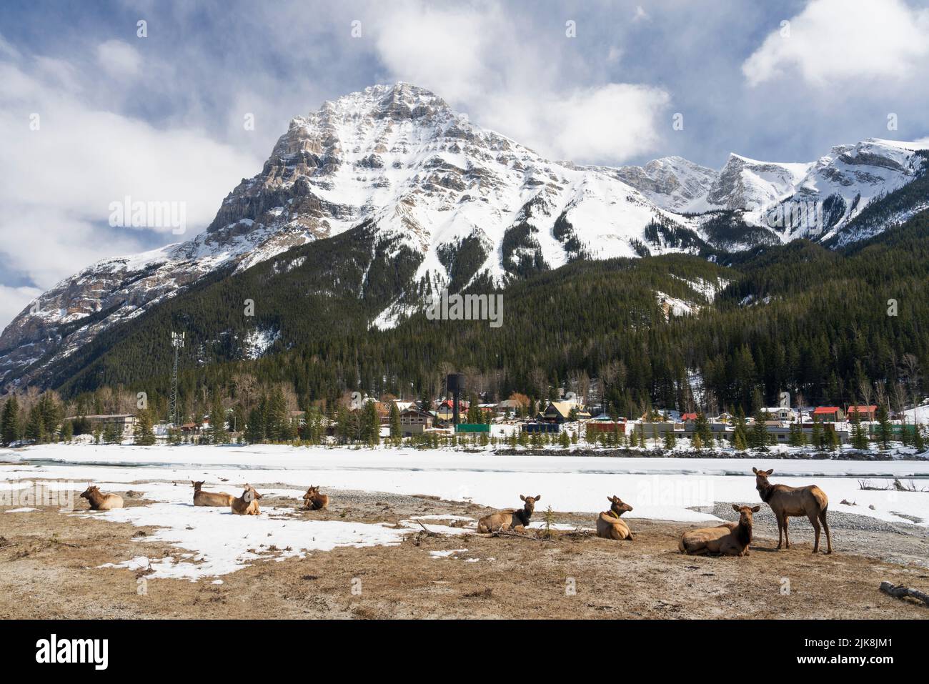 A herd of Elk resting under Mount Stephan near Field, British Columbia, Canada. Stock Photo