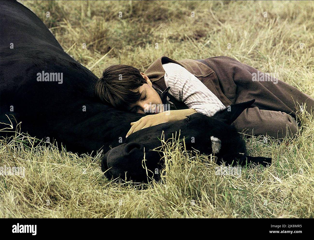Black beauty horse film hi-res stock photography and images - Alamy Black beauty horse film hi-res stock photography and images - Alamy
