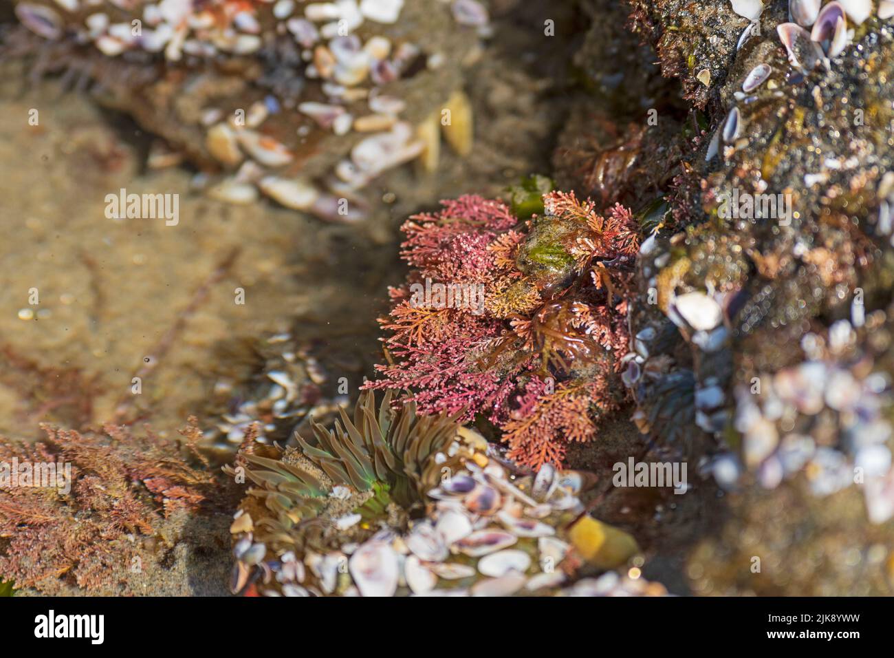 Tide pool Coralline and Anemone in Laguna Shores State Beach in California Stock Photo