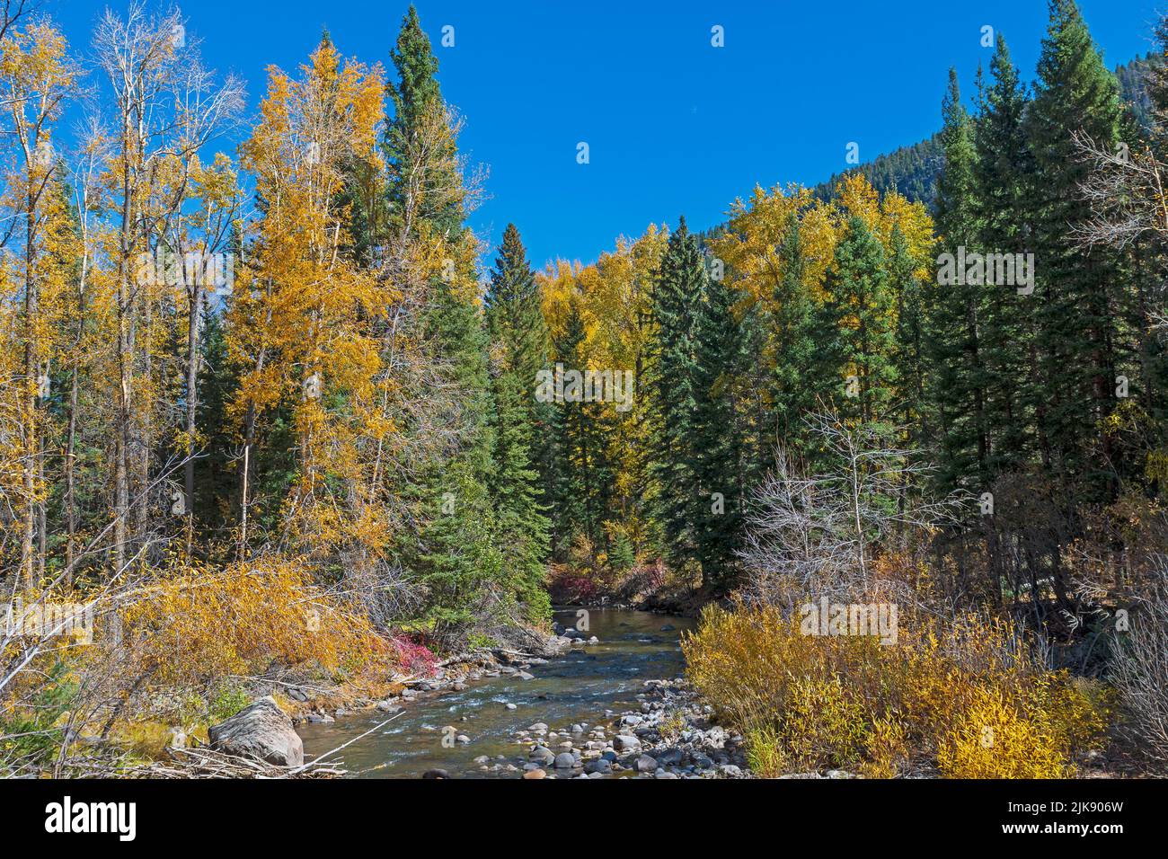 Fall Colors on a Rocky Mountain Stream near Pagosa Springs Colorado Stock Photo