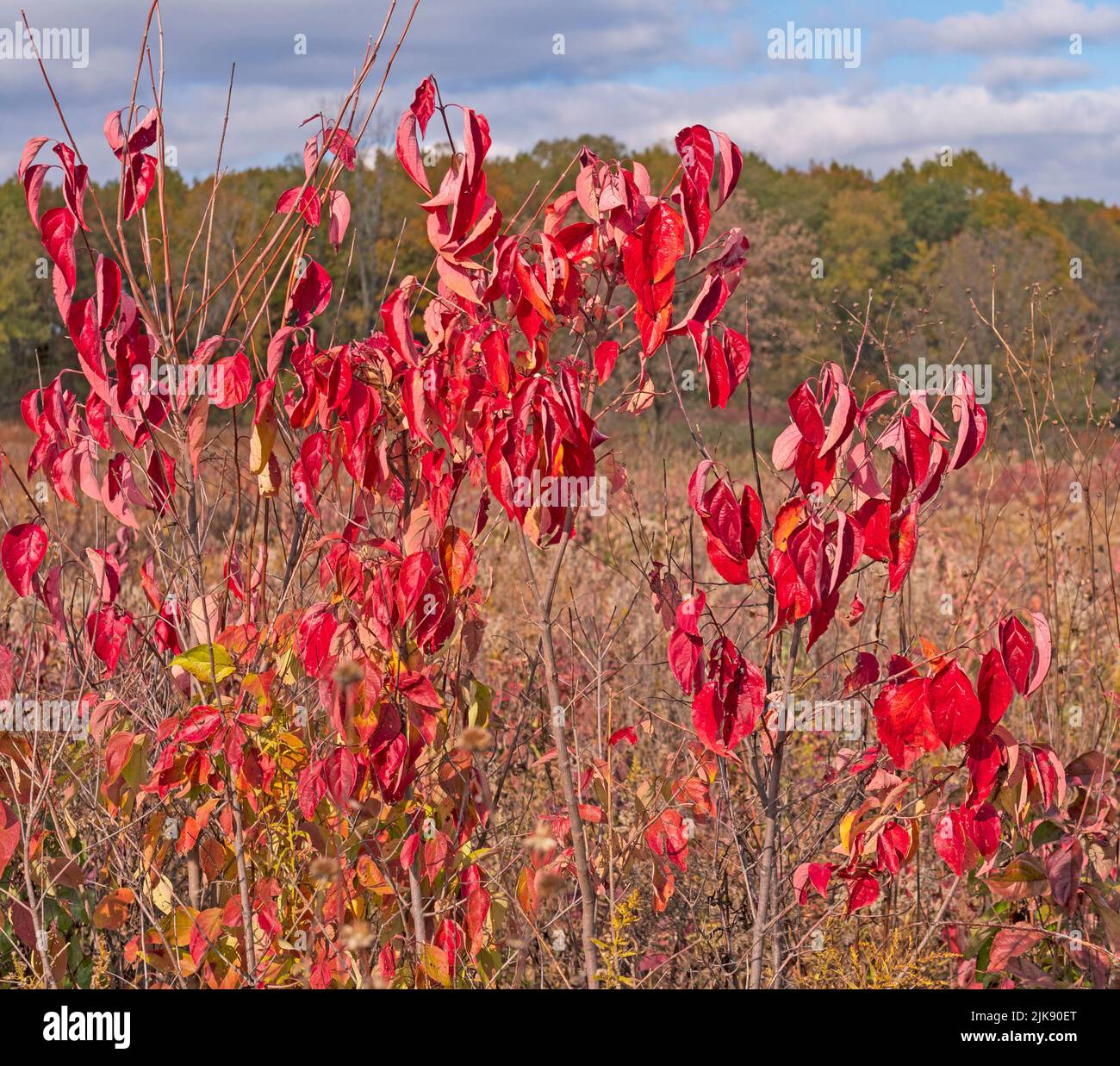 Colorful Leaves on a Prairie Bush in the Fall in Crabtree Nature Preserve in Illinois Stock Photo