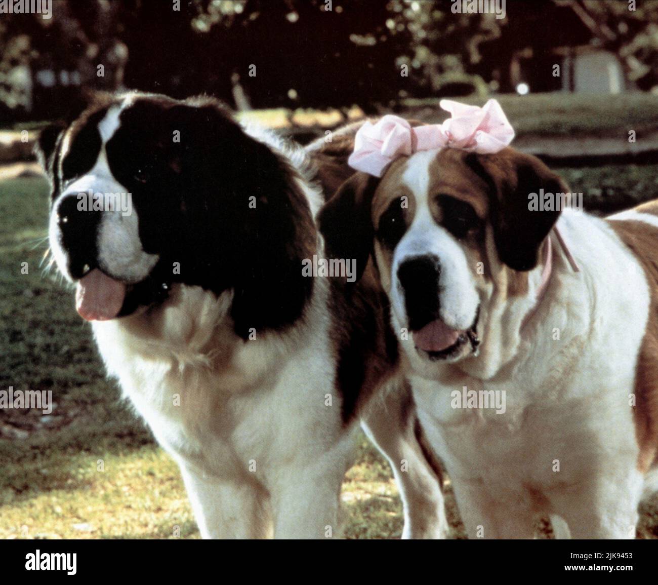 Beethoven film dog best sale breed