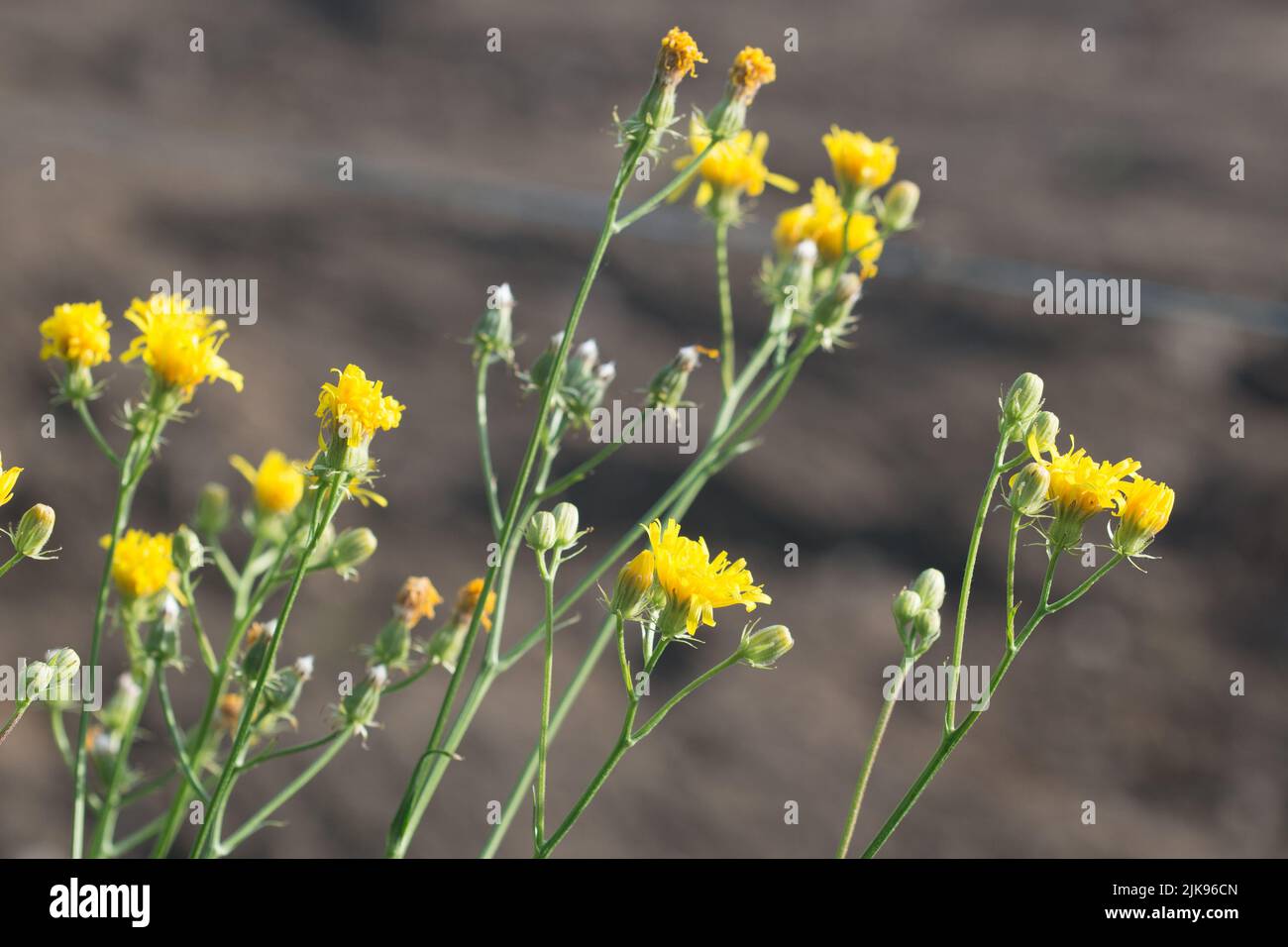 Hieracium umbellatum, Canadian hawkweed summer yellow flowers closeup selective focus Stock Photo