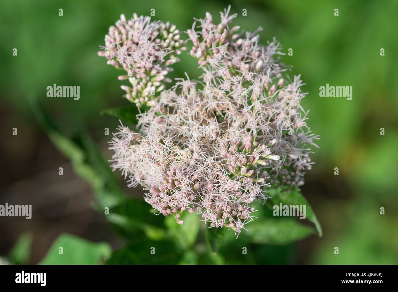 Eupatorium cannabinum,  hemp-agrimony summer  flowers closeup selective focus Stock Photo