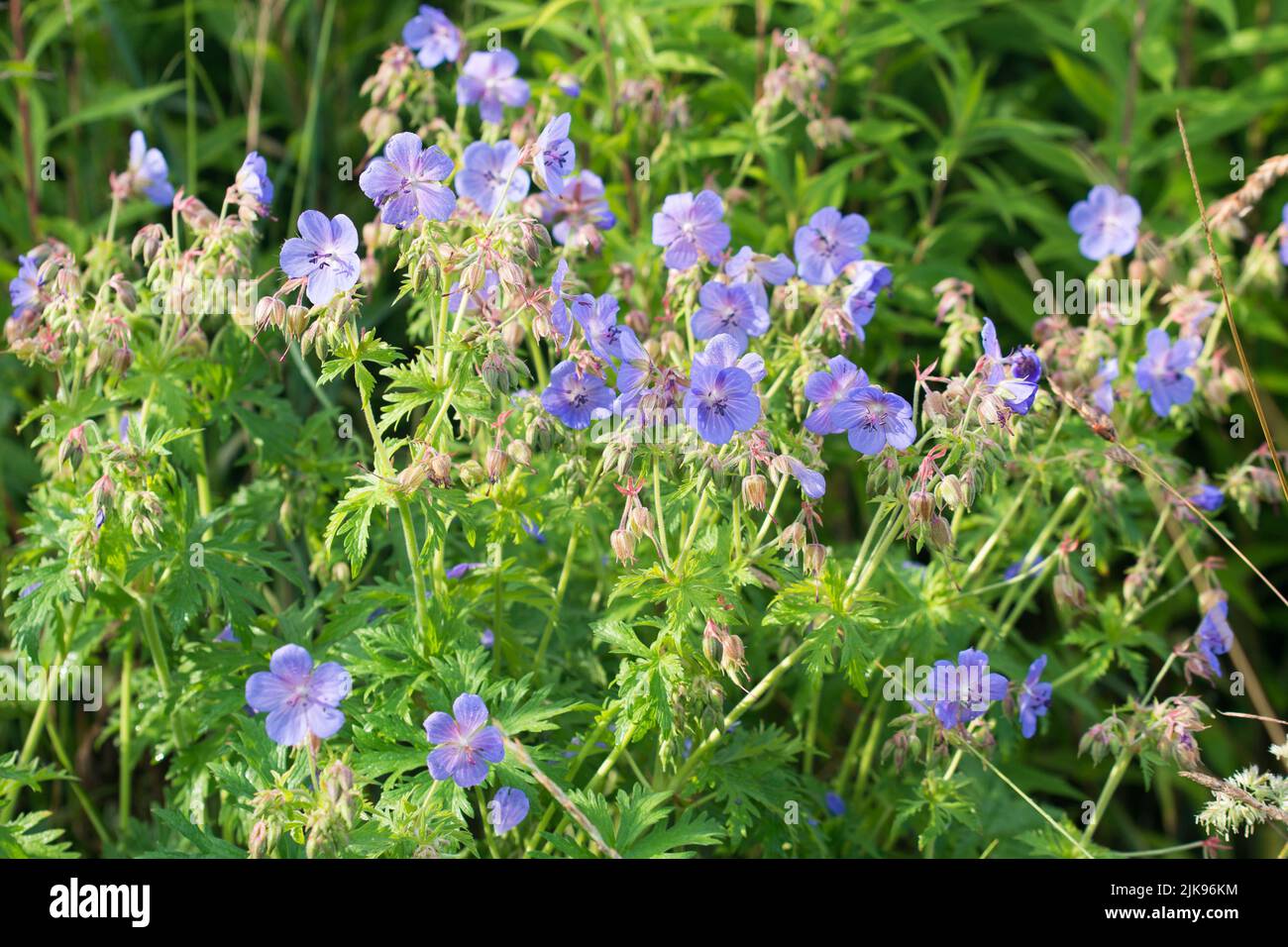 Geranium pratense,  meadow geranium summer violet flowers closeup selective focus Stock Photo