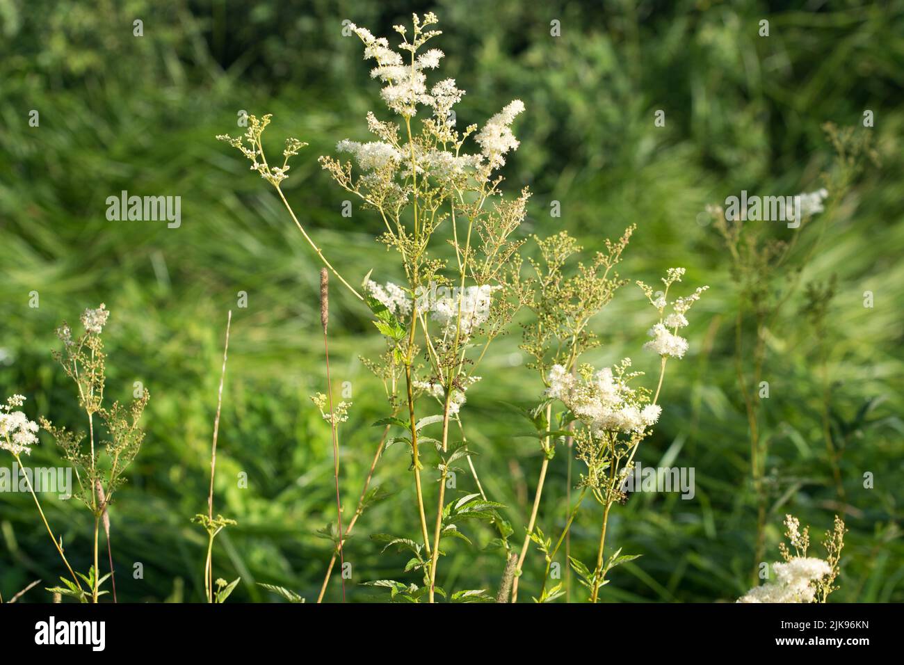 Filipendula ulmaria, meadowsweet white seummer flowers closeup Stock Photo