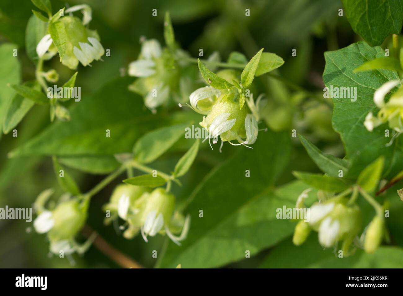 Silene baccifera, Berry catchfly white flowers closeup selective focus Stock Photo