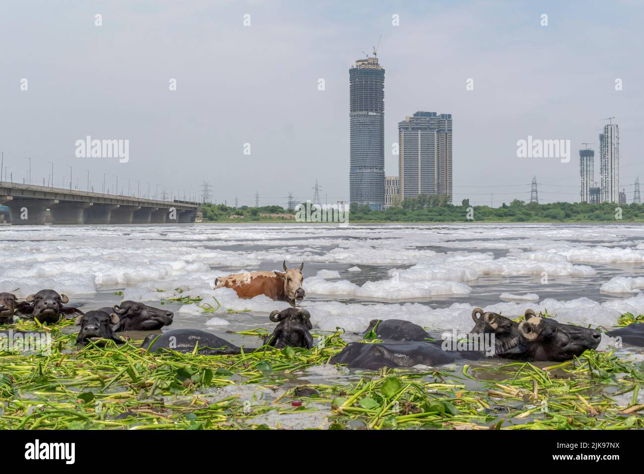 new-delhi-india-31st-july-2022-cattle-bath-in-the-heavily-polluted