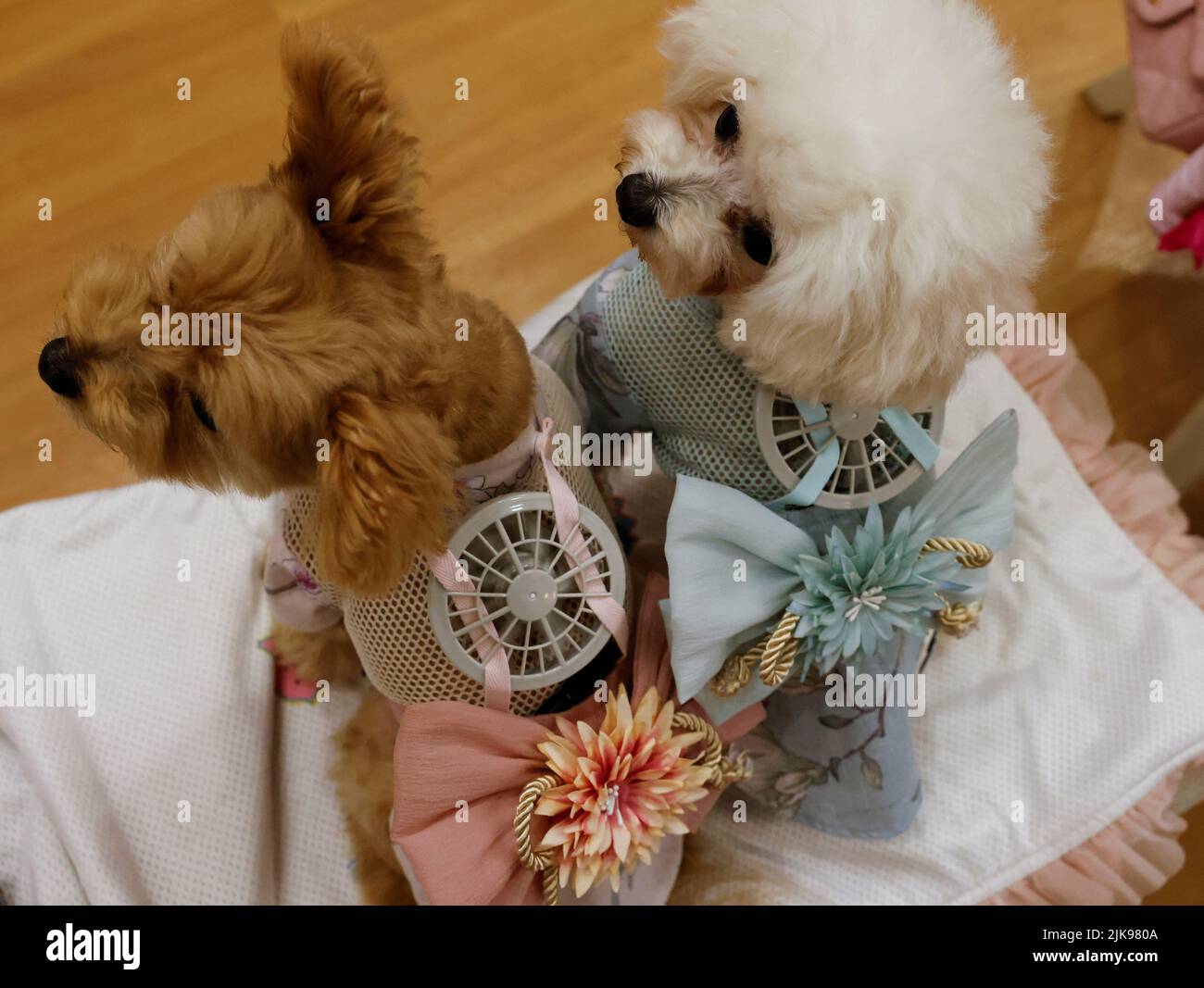 Poodle mix pomeranian hi-res stock photography and images - Alamy