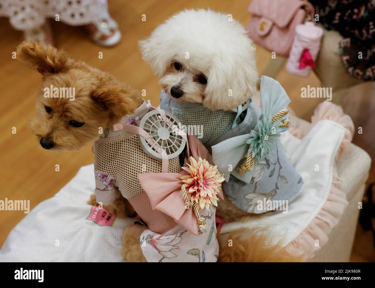Japanese poodle hi-res stock photography and images - Page 2 Alamy