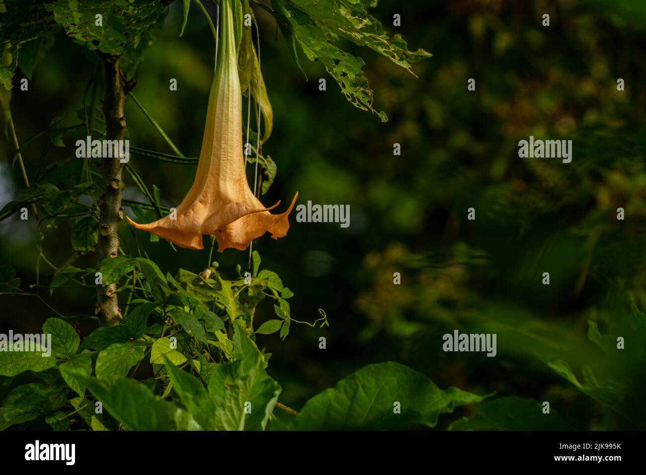 The flowers of the Datura Metel plant that are in bloom are a combination of ivory and orange, growing in the yard for decoration Stock Photo