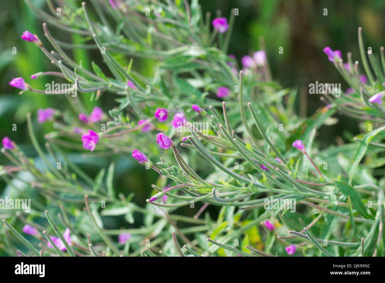 Epilobium hirsutum, great willowherb purple-pink flowers closeup selctive focus Stock Photo