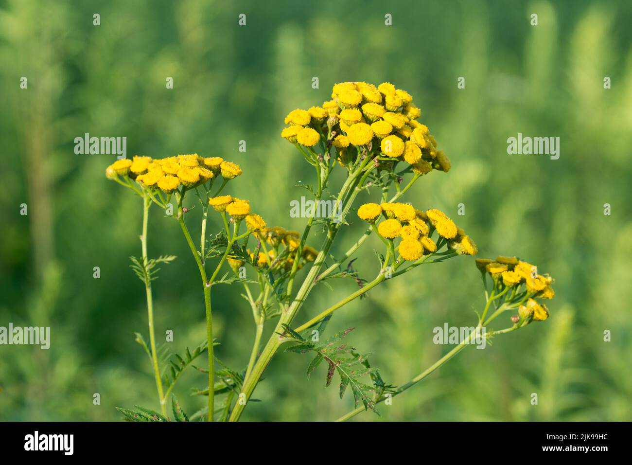 tansy, bitter buttons, cow bitter summer yellow flowers closeup selective focus Stock Photo