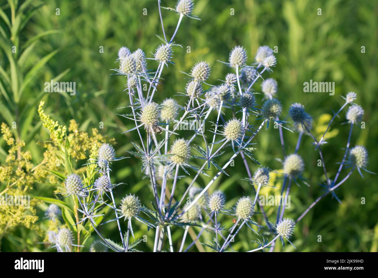 Eryngium planum, blue eryngo summer flowers closeup selective focus Stock Photo