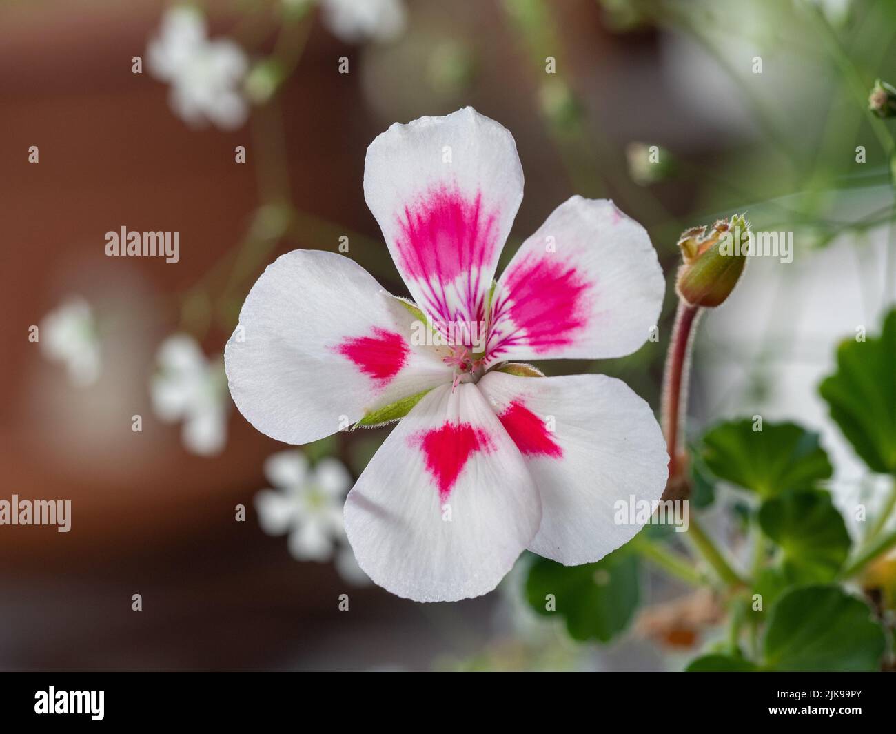 Flowers, pretty Geranium or Pelargonium flower with white petals and hot pink markings, dainty white baby's breath flowers behind, Australian garden Stock Photo