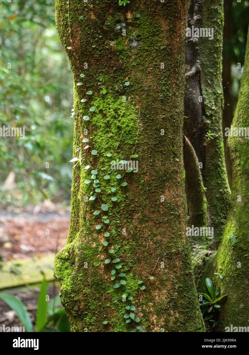 In the Australian bush, A tree trunk covered in green moss and leaves