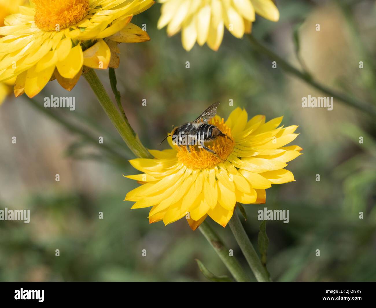 A Busy bee on a vibrant Yellow paper Daisy on a sunny Autumn day in an Australian garden in Canberra, Australian native daisies Stock Photo