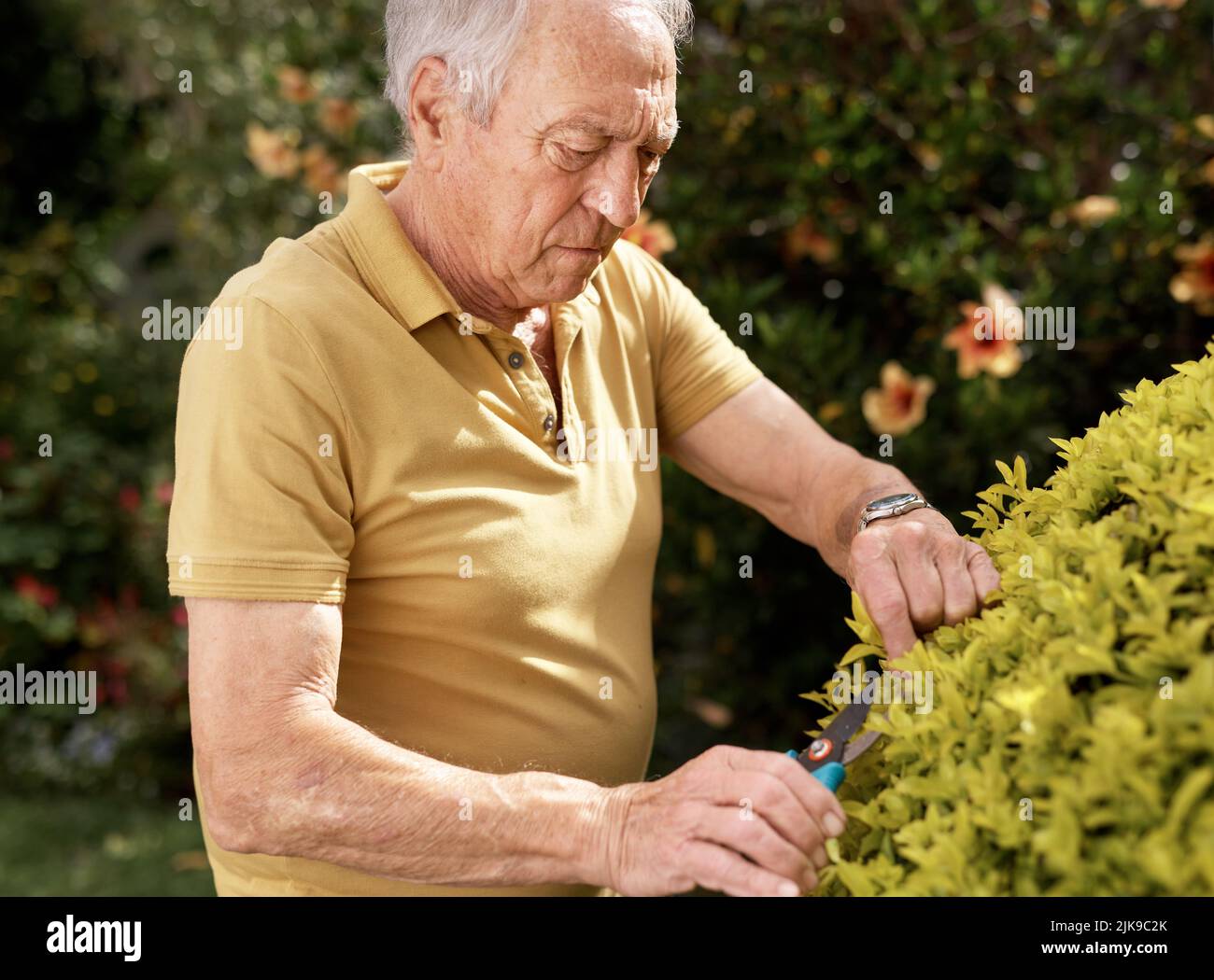 My Eden. an elderly man trimming his plants in his backyard Stock Photo