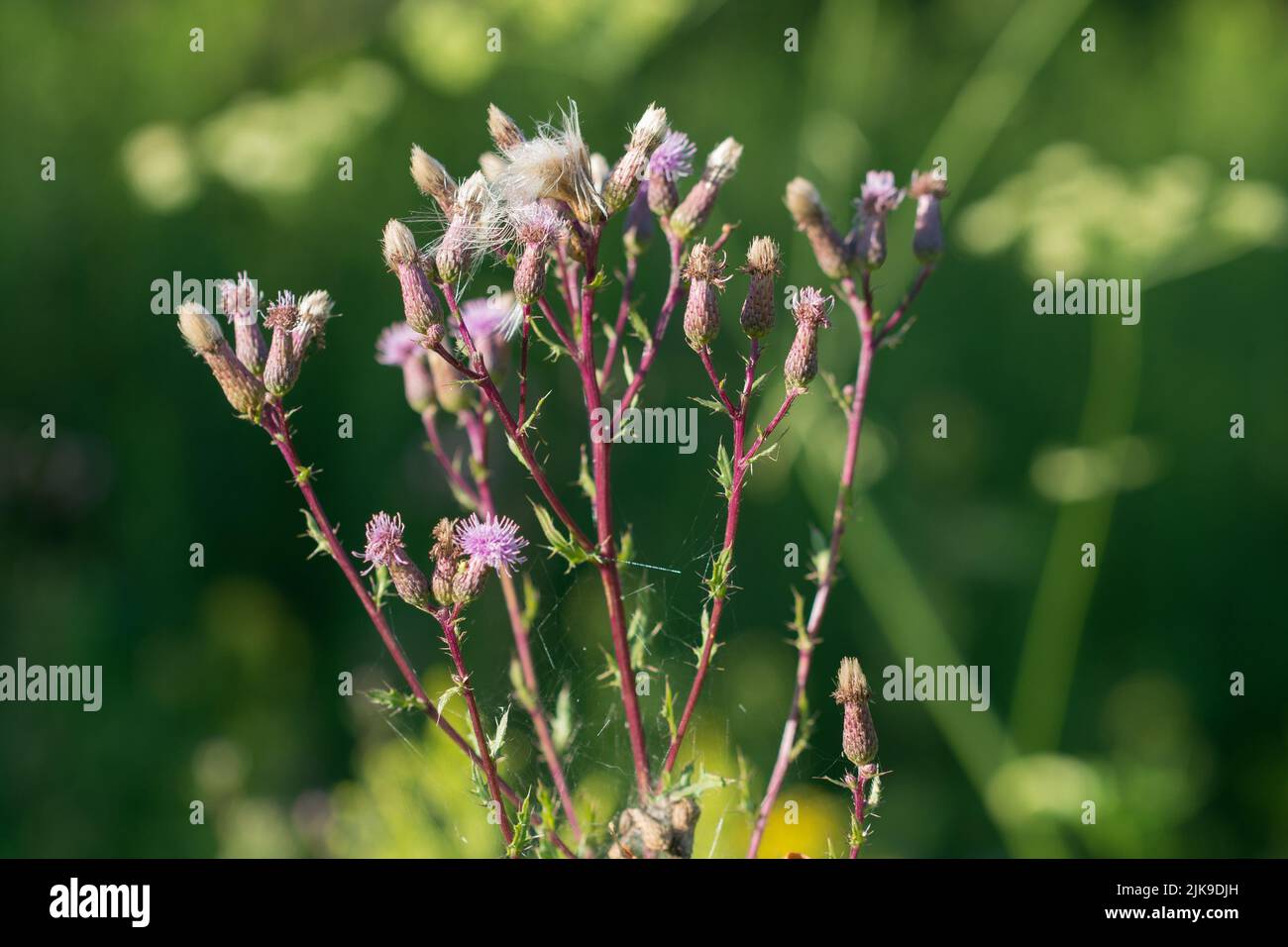 Cirsium arvense, creeping thistle flowers in meadow closeup selective focus Stock Photo