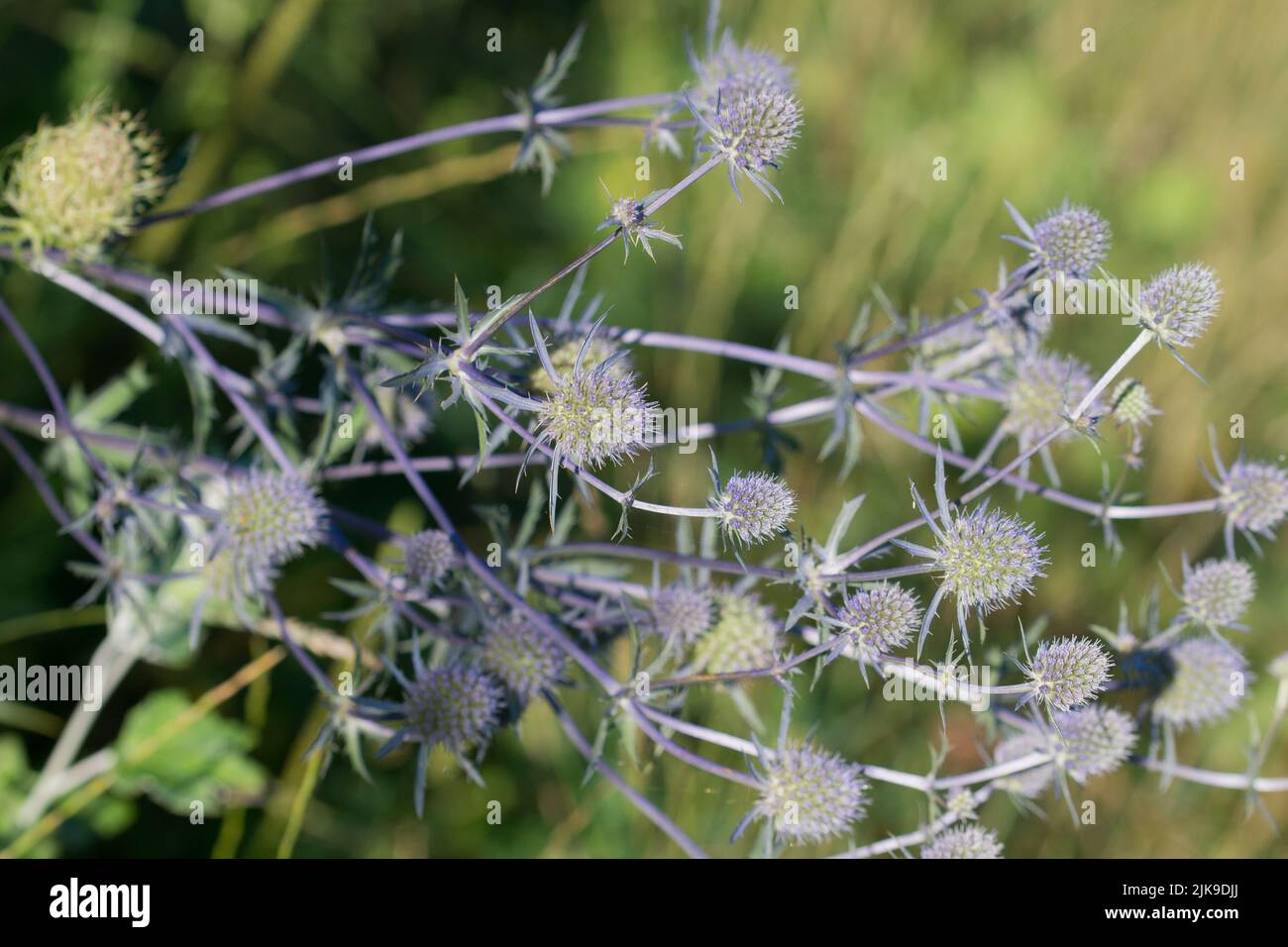 Eryngium planum, blue eryngo summer flowers closeup selective focus Stock Photo
