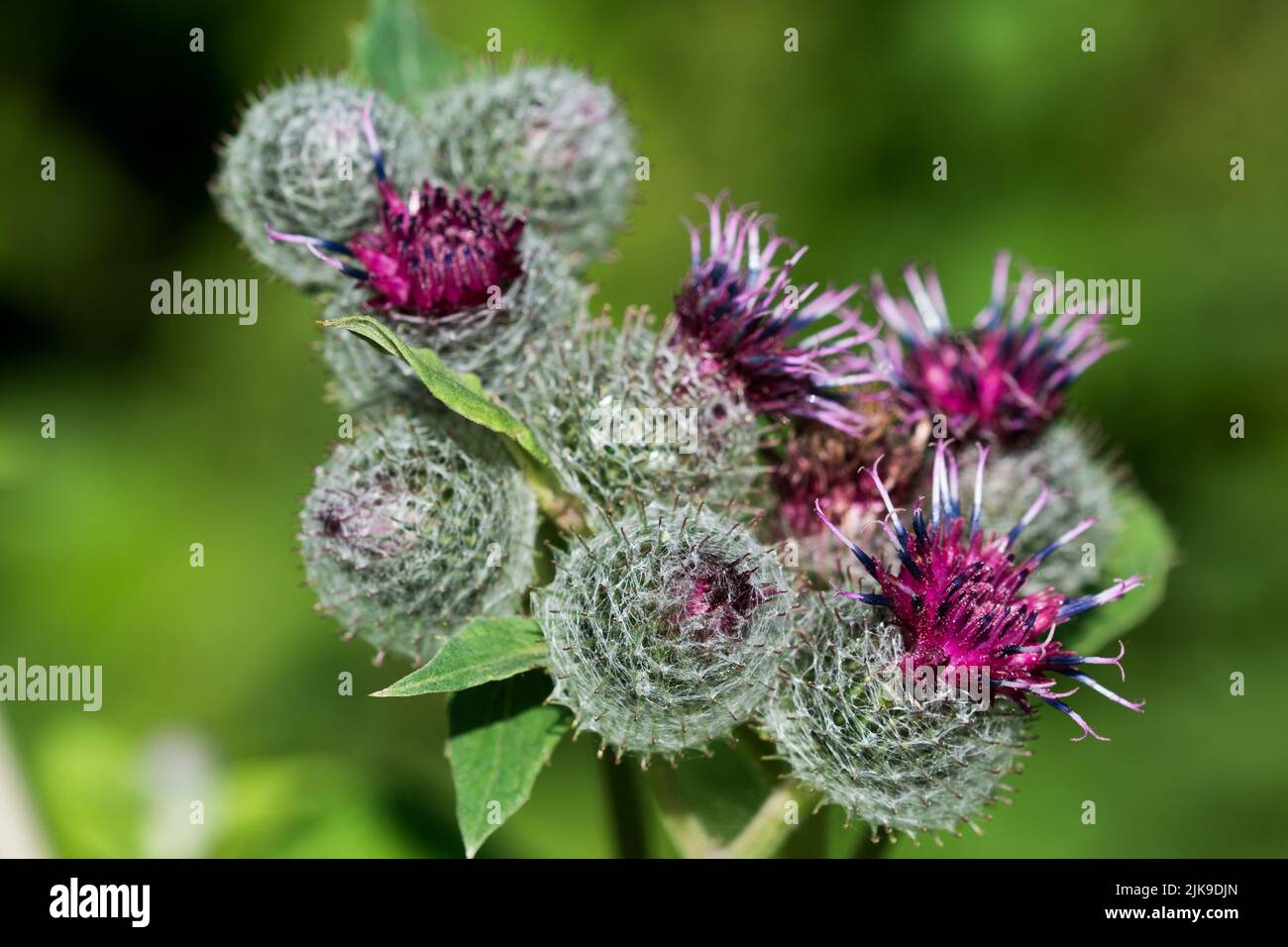 Arctium tomentosum, woolly or downy burdock violet flowers closeup selective focus Stock Photo