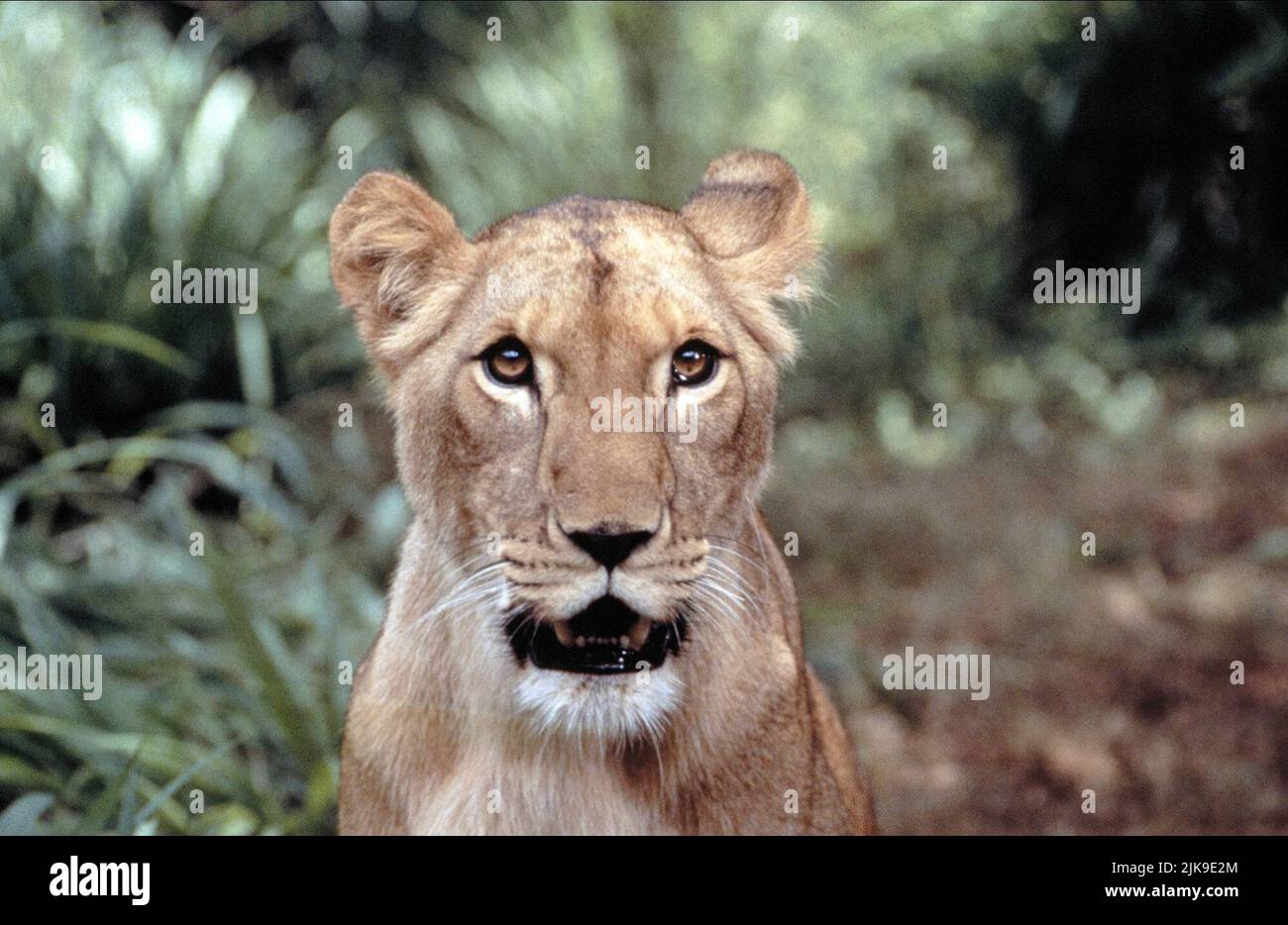 Lioness Film: Born Free: A New Adventure (TV Film) Usa 1996 Director Lioness Film: Born Free: A New Adventure (TV Film) Usa 1996 Director