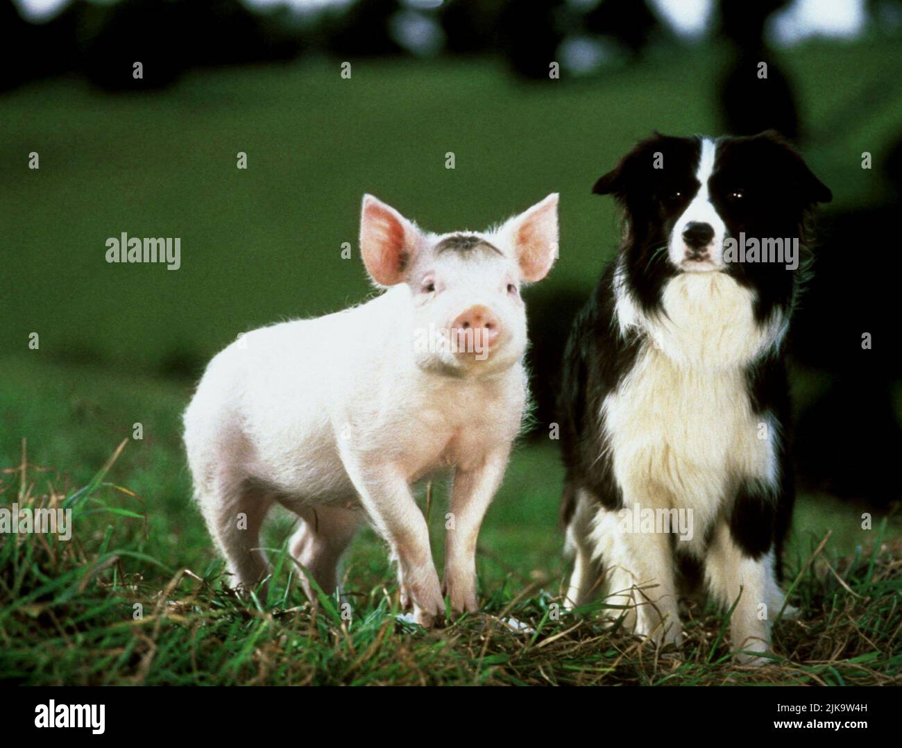 Babe & Rex Film Babe (USA/AUS 1995) / Literaturver Filmung (Based On ...