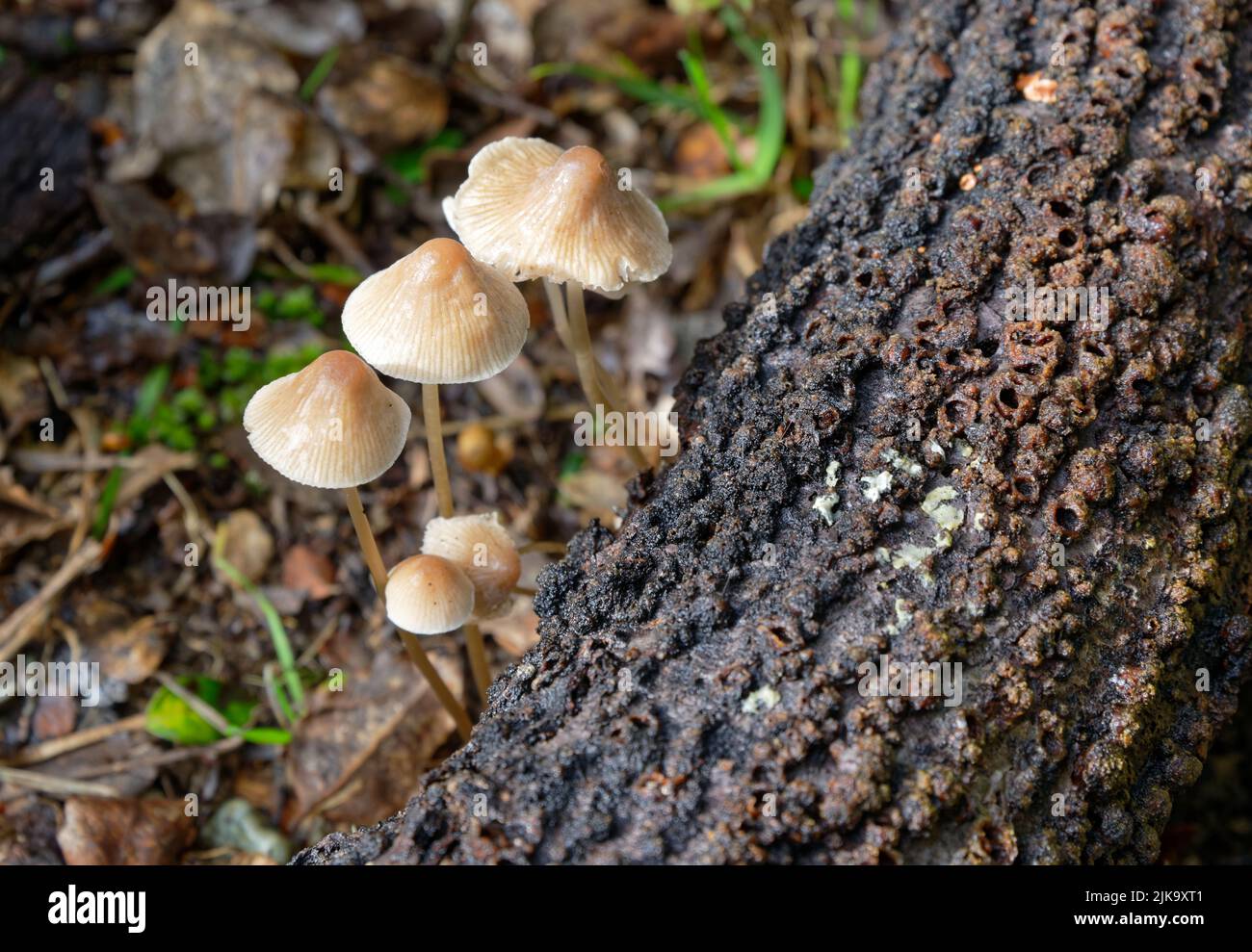 The very pretty mushroom species commonly known as the common bonnet, the toque mycena, or the rosy-gill fairy helmet grows on a fallen tree trunk. Stock Photo