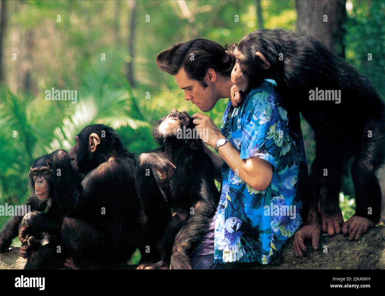 Jim Carrey Film: Ace Ventura: When Nature Calls (USA 1995) Characters: Ace Ventura  Director: Steve Oedekerk 08 November 1995   **WARNING** This Photograph is for editorial use only and is the copyright of MORGAN CREEK ENTERTAINMENT and/or the Photographer assigned by the Film or Production Company and can only be reproduced by publications in conjunction with the promotion of the above Film. A Mandatory Credit To MORGAN CREEK ENTERTAINMENT is required. The Photographer should also be credited when known. No commercial use can be granted without written authority from the Film Company. Stock Photo