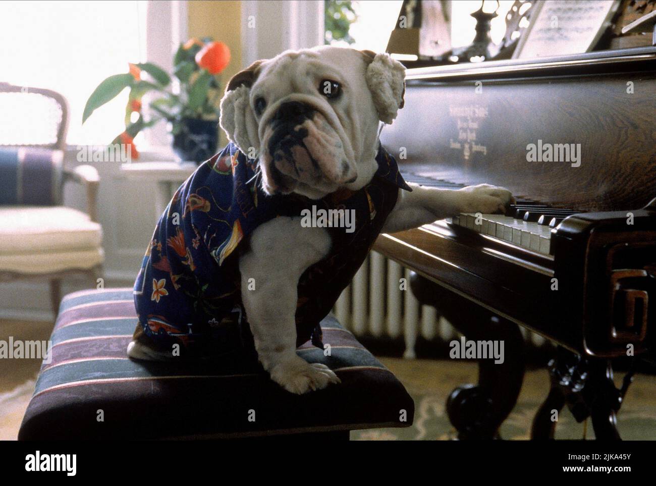 Mr magoo dog plays the piano 1997 hi-res stock photography and images ...