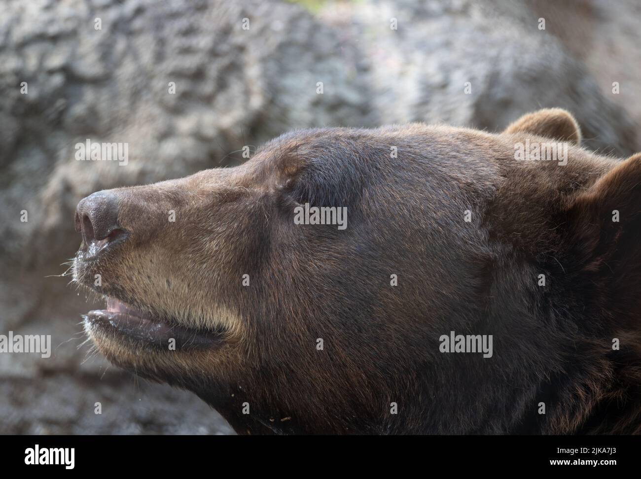 Extreme close up of the head of a captive American black bear, Ursus americanus. Photographed in the Houston Zoo in Texas. Stock Photo