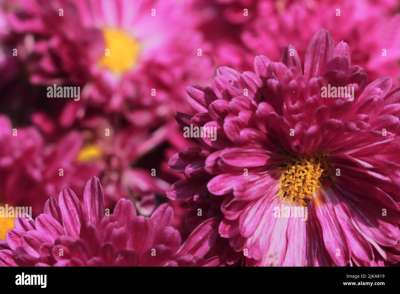 Chrysanthemum india hires stock photography and images Alamy
