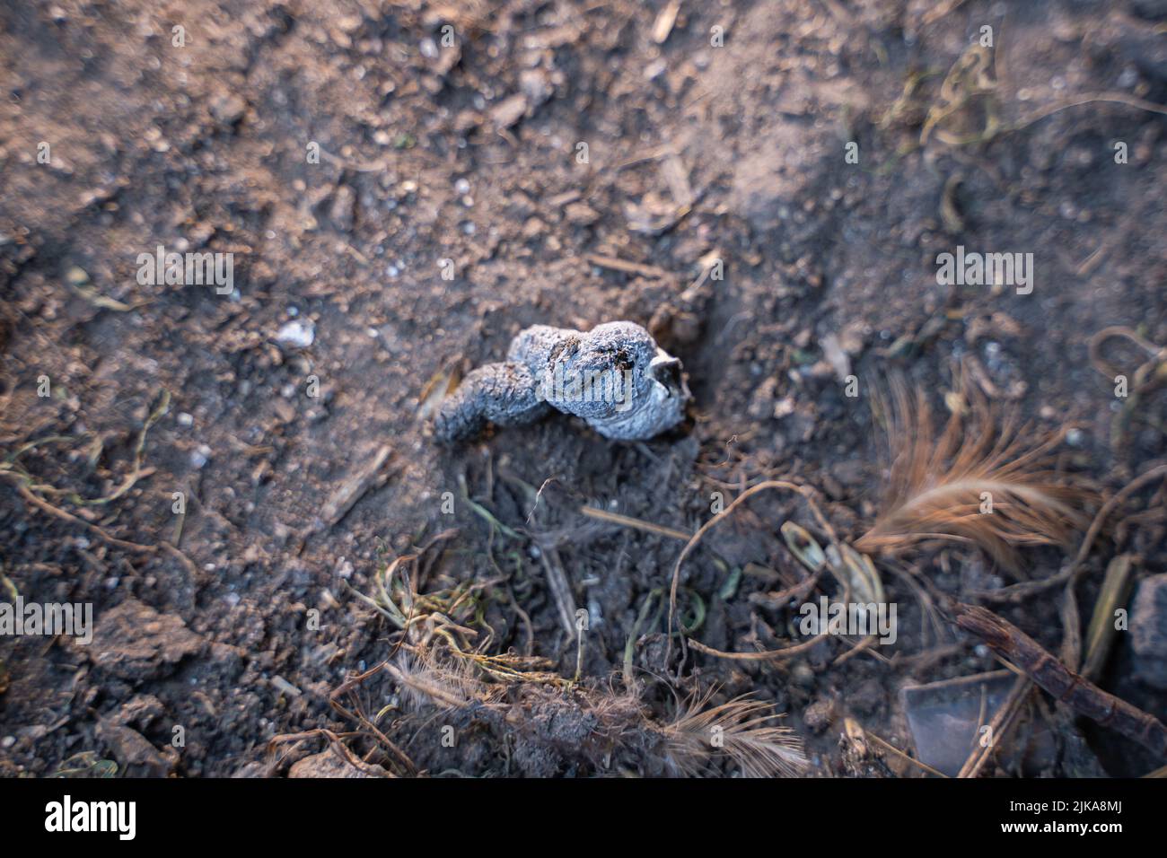 Fresh chicken poop closeup. Litter of domestic chickens Stock Photo