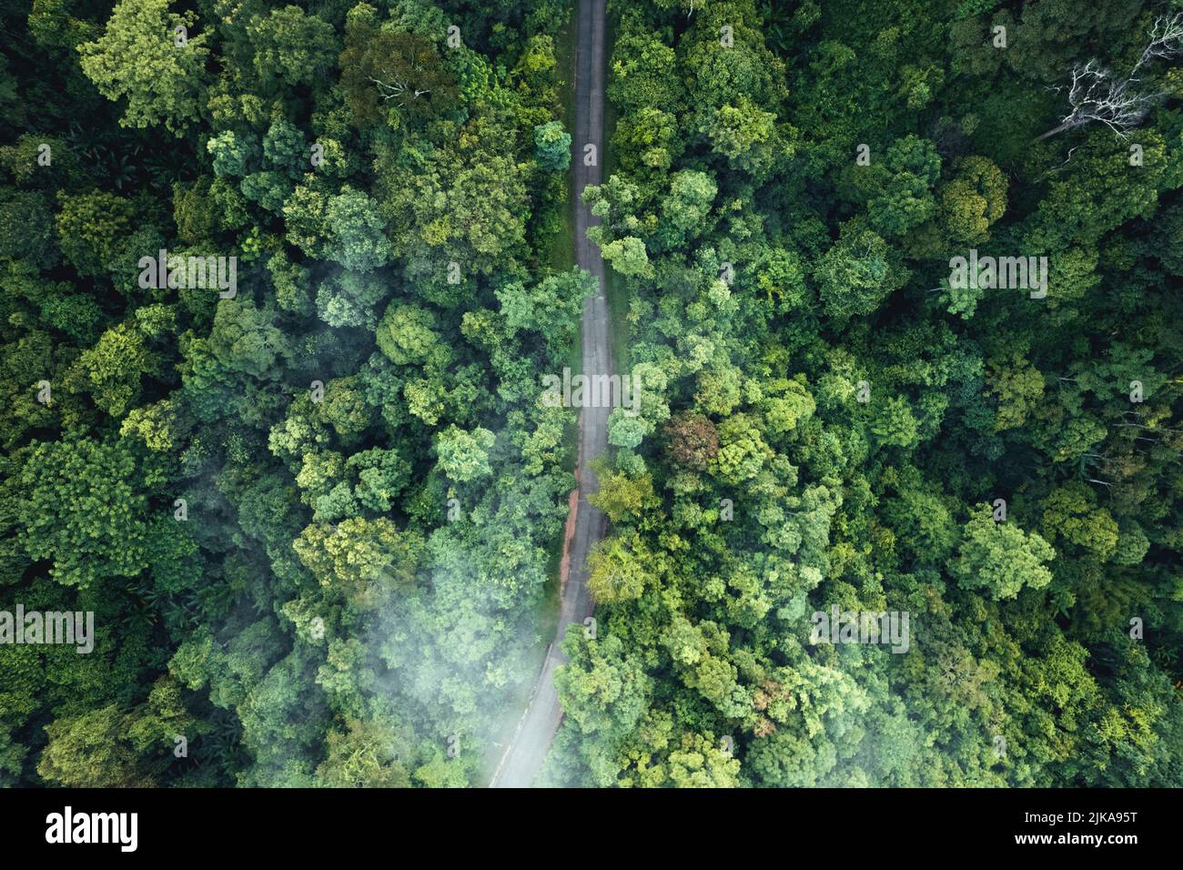 Aerial view of green summer tree and forest with a road,Road form above ...