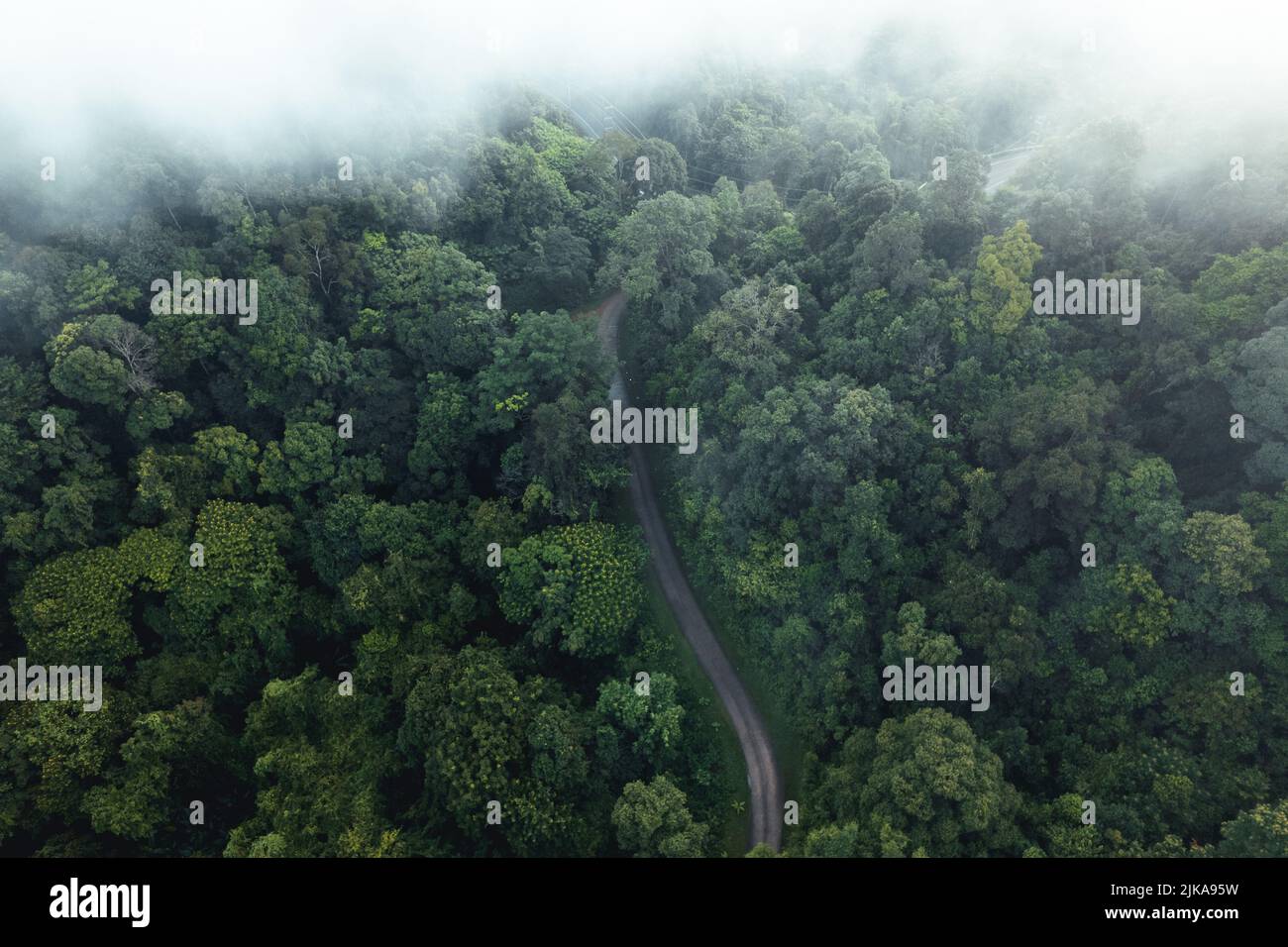 Aerial view of green summer tree and forest with a road,Road form above ...