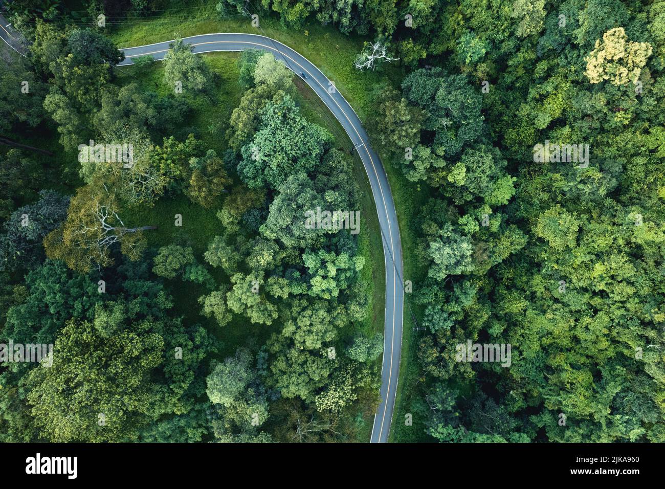 Aerial view of green summer tree and forest with a road,Road form above ...