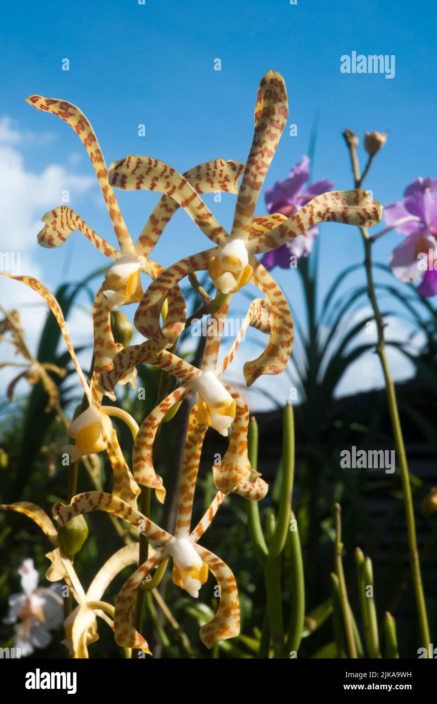 Wild orchids flourishing at Hambere on Kolombangara Island, Western Province, Solomon Islands Stock Photo