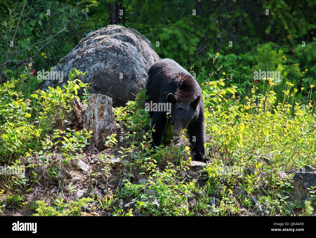 Black bear beside the road in Canada Stock Photo