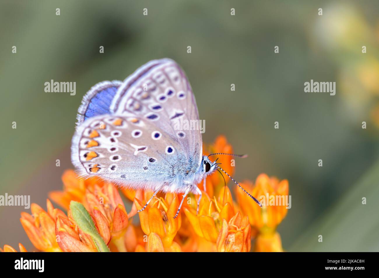 Common blue butterfly or European common blue Polyommatus icarus